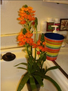 Trader Joe's Orange Star Plant