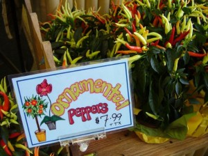 Trader Joe's Ornamental Pepper Plant