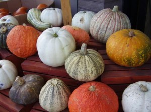 Trader Joe's Pumpkin Patch